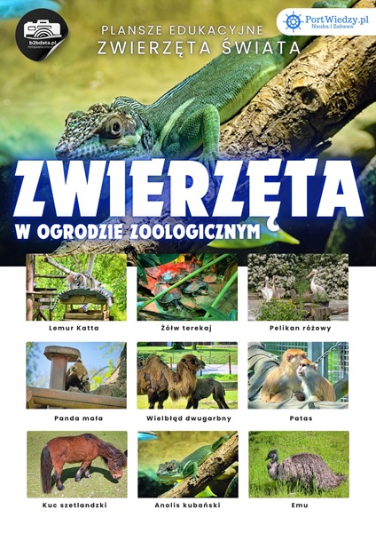 Zwierzęta w ZOO – Plansza edukacyjna cz.2 6 Zwierzeta w ZOO plansza edukacyjna 2 | PortWiedzy.pl