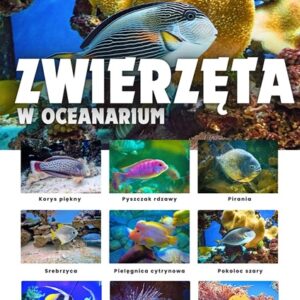 Zwierzęta w oceanarium – Plansza edukacyjna