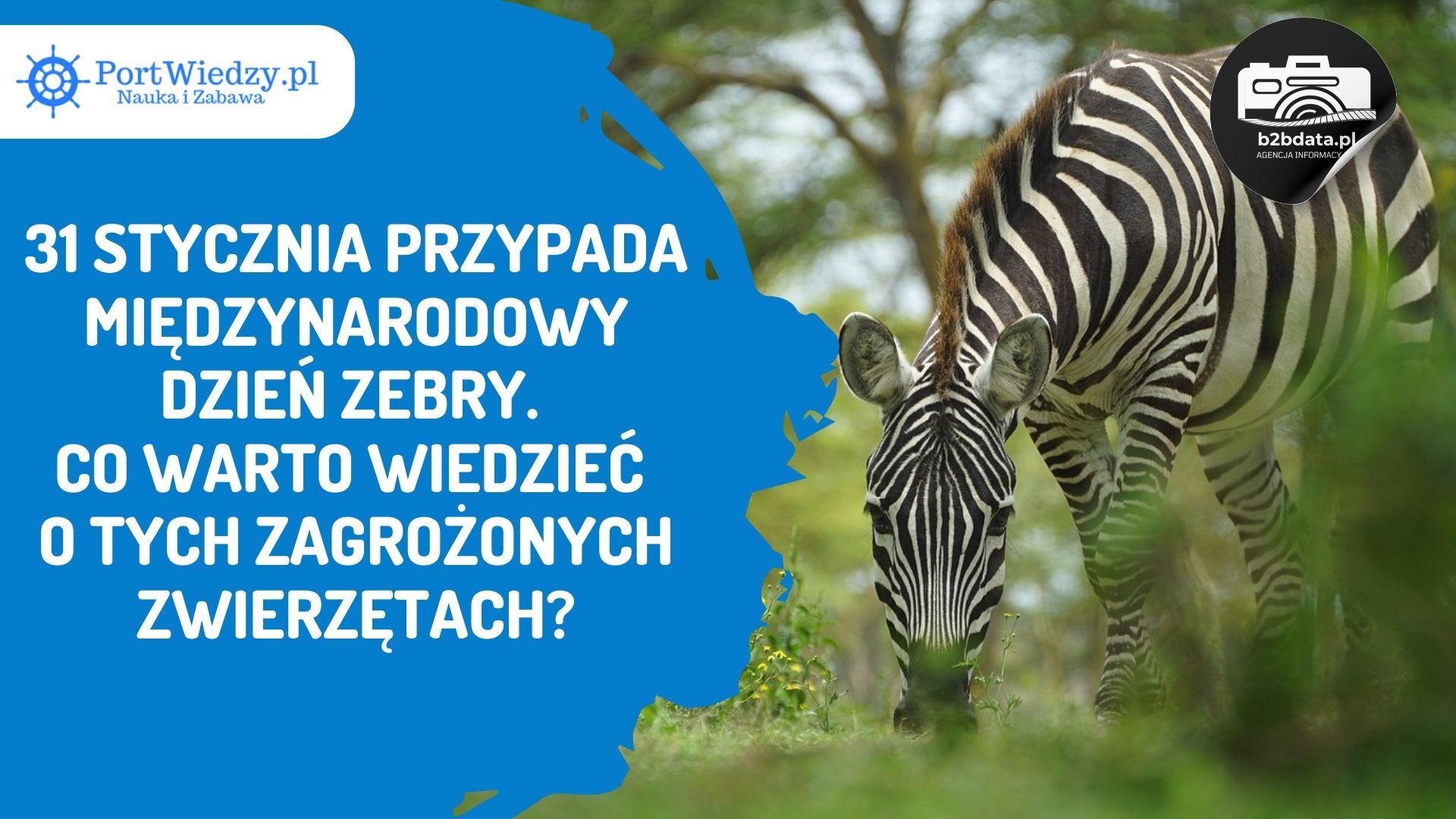 Read more about the article 31 stycznia przypada Międzynarodowy Dzień Zebry. Co warto wiedzieć o tych zagrożonych zwierzętach?