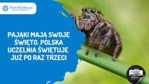 Read more about the article Pająki mają swoje święto. Polska uczelnia świętuje już po raz trzeci