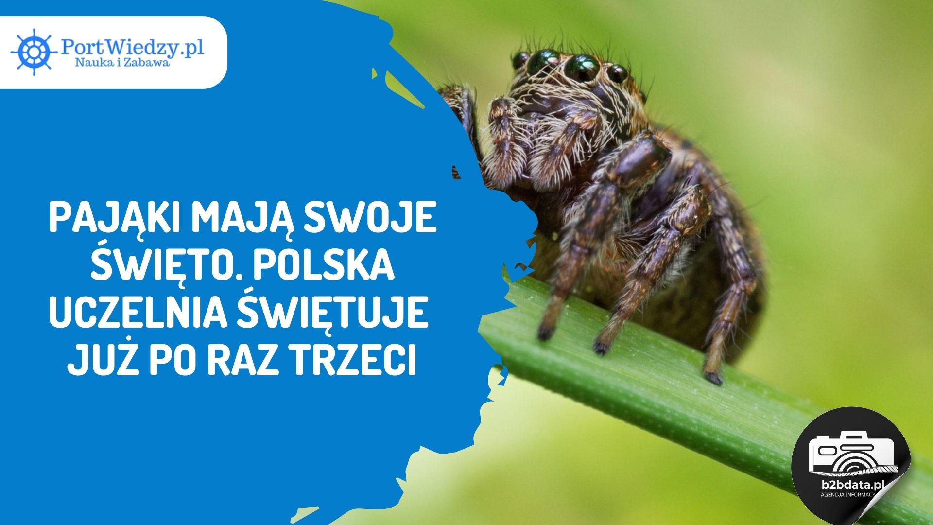 Read more about the article Pająki mają swoje święto. Polska uczelnia świętuje już po raz trzeci