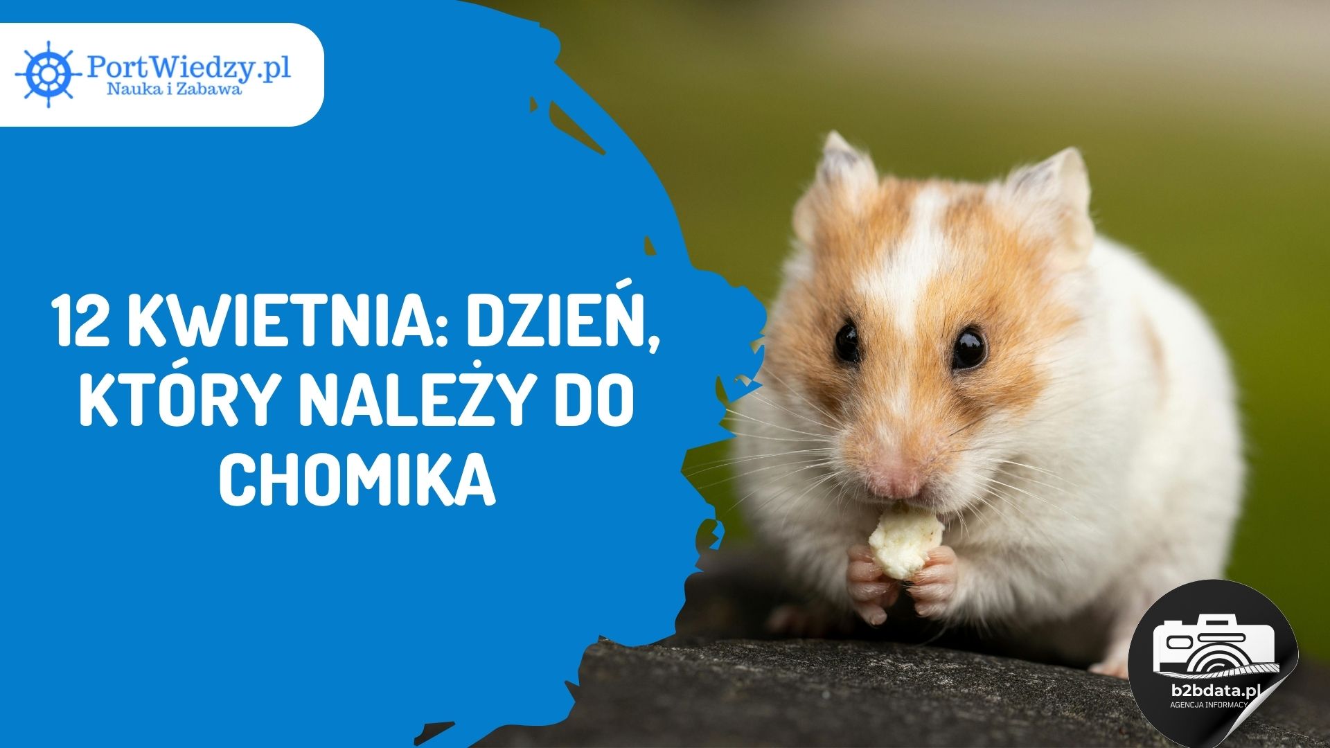Read more about the article 12 kwietnia: Dzień, który należy do chomika
