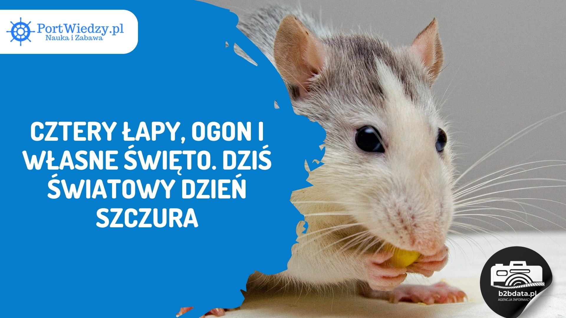 Read more about the article Cztery łapy, ogon i własne święto. Dziś Światowy Dzień Szczura