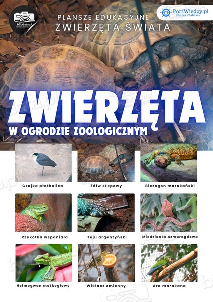 Zwierzeta w ZOO – Plansza edukacyjna cz.5 | PortWiedzy.pl